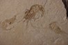 CARPOPENAEUS CALLIROSTRIS (Glaessner, 1945) - Cénomanien - Hgula - LIBAN