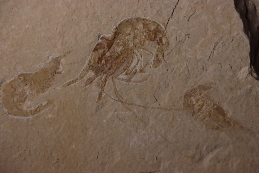 CARPOPENAEUS CALLIROSTRIS (Glaessner, 1945) - Cénomanian - Hgula - Byblos - LIBANON