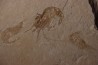 CARPOPENAEUS CALLIROSTRIS (Glaessner, 1945) - Cénomanian - Hgula - Byblos - LIBANON