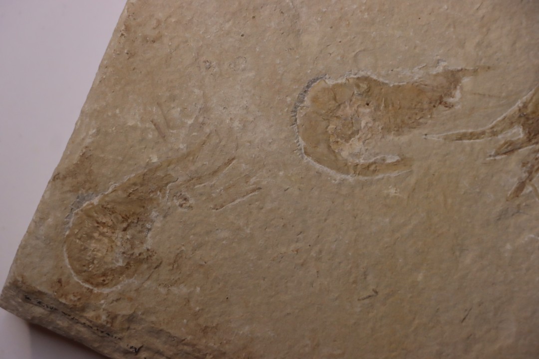 CARPOPENAEUS CALLIROSTRIS (Glaessner, 1945) - Cénomanien - Hgula - LIBAN