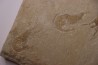 CARPOPENAEUS CALLIROSTRIS (Glaessner, 1945) - Cénomanian - Hgula - Byblos - LIBANON