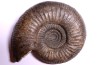 Homoeoplanulites homoeomorphus (Buckman, 1922) bathonien Provence, 04 - FRANCE