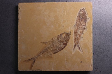 Diplomystus dentatus et  KNIGHTIA EOCAENA   Eocène (50 MA )  green river fmt  (F2 - split fish)  Kemmerer, Wyoming - USA