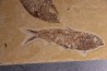 Diplomystus dentatus et KNIGHTIA EOCAENA Eocène (50 MA ) green river fmt (F2 - split fish) Kemmerer, Wyoming - USA