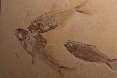 Diplomystus dentatus et  KNIGHTIA EOCAENA   Eocène (50 MA )  green river fmt  (F2 - split fish)  Kemmerer, Wyoming - USA