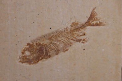 PHAREODUS ENCAUSTUS  juvenile - Eocene - green river fmt - (F2 - split fish) - Wyoming - USA