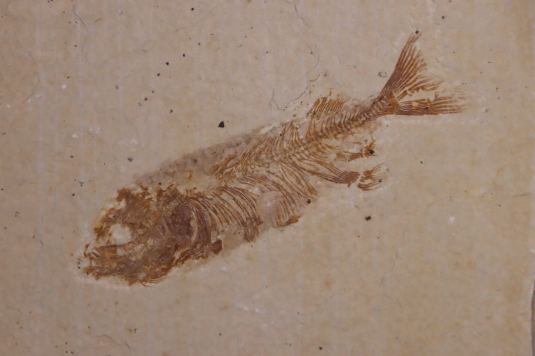 PHAREODUS ENCAUSTUS  juvenile - Eocene - green river fmt - (F2 - split fish) - Wyoming - USA