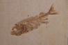 PHAREODUS ENCAUSTUS  juvenile - Eocene - green river fmt - (F2 - split fish) - Wyoming - USA