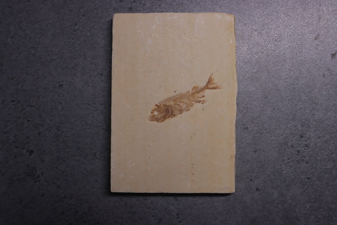 PHAREODUS ENCAUSTUS  juvenile - Eocene - green river fmt - (F2 - split fish) - Wyoming - USA