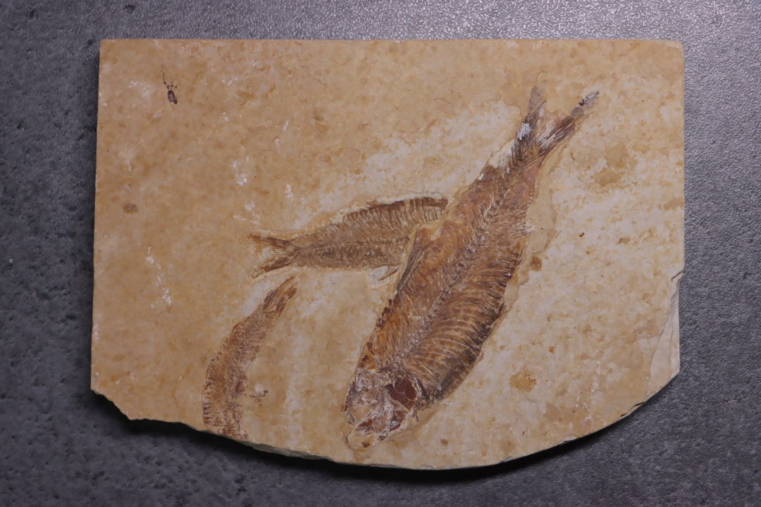 KNIGHTIA EOCAENA - Eocène - green river formation - Kemmerer, Wyoming - USA