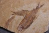 KNIGHTIA EOCAENA - Eocène - green river formation - Kemmerer, Wyoming - USA
