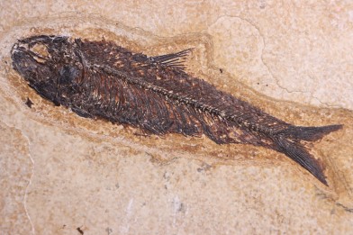 KNIGHTIA EOCAENA - Eocène - green river fmt - Wyoming - USA