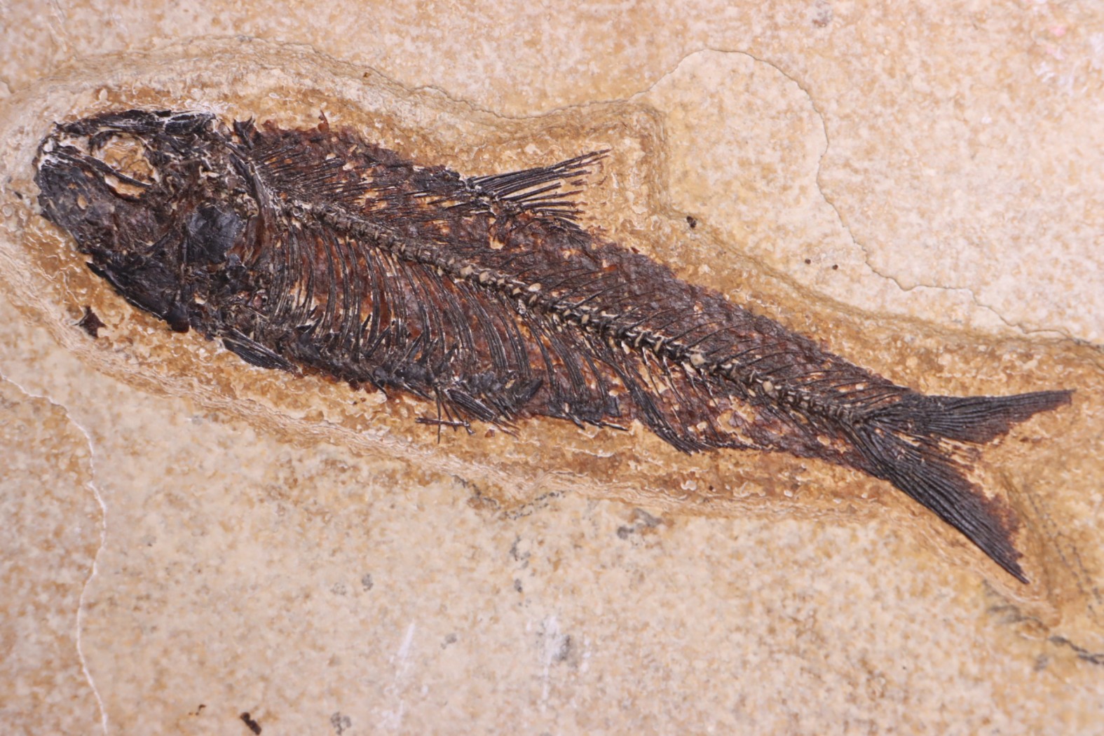 KNIGHTIA EOCAENA - Eocène - green river fmt - Wyoming - USA