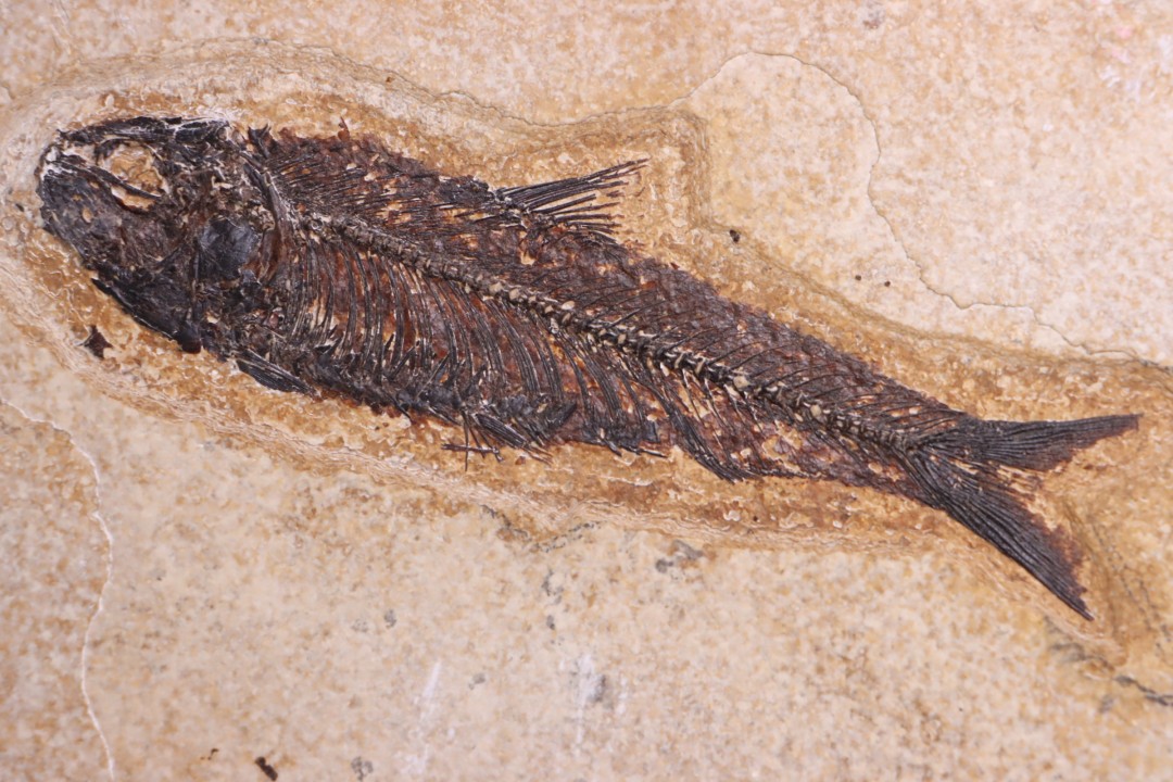 KNIGHTIA EOCAENA - Eocène - green river fmt - Wyoming - USA