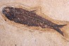 Poisson fossile KNIGHTIA EOCAENA - éocène - Wyoming - USA