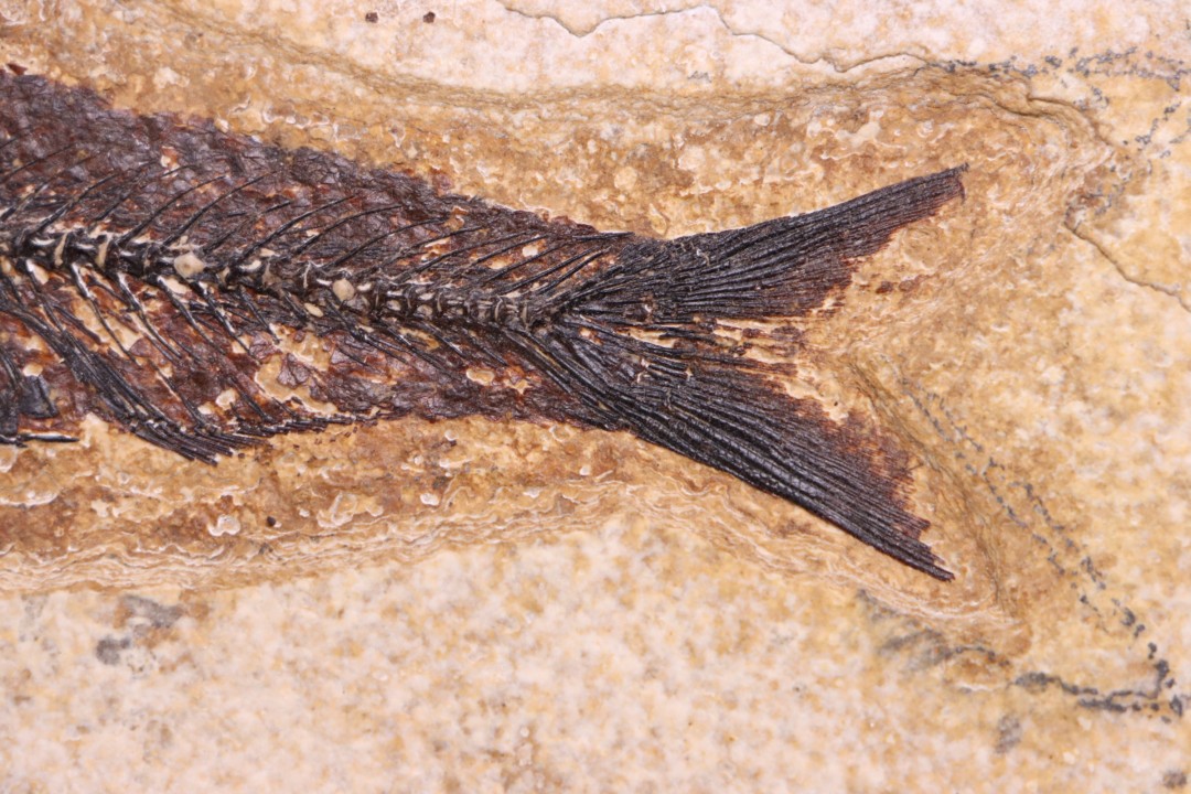 Poisson fossile KNIGHTIA EOCAENA - éocène - Wyoming - USA