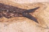 KNIGHTIA EOCAENA - Eocène - green river fmt - Wyoming - USA