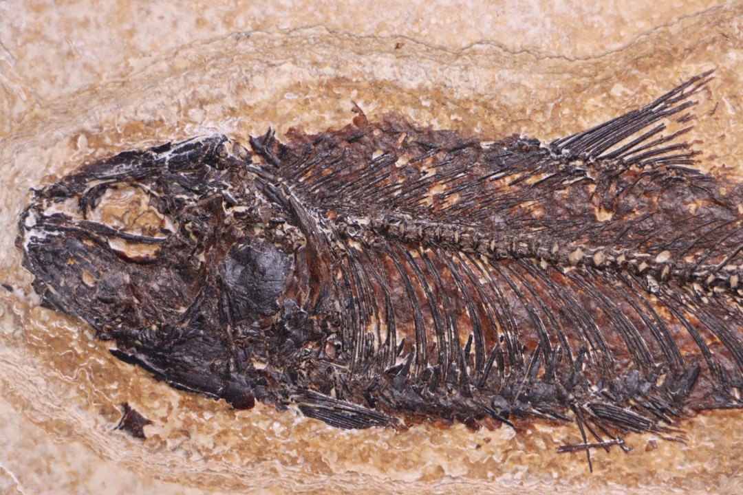 KNIGHTIA EOCAENA - Eocène - green river fmt - Wyoming - USA