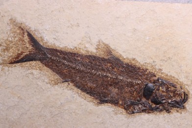 KNIGHTIA EOCAENA - Eocène - green river fmt - Wyoming - USA