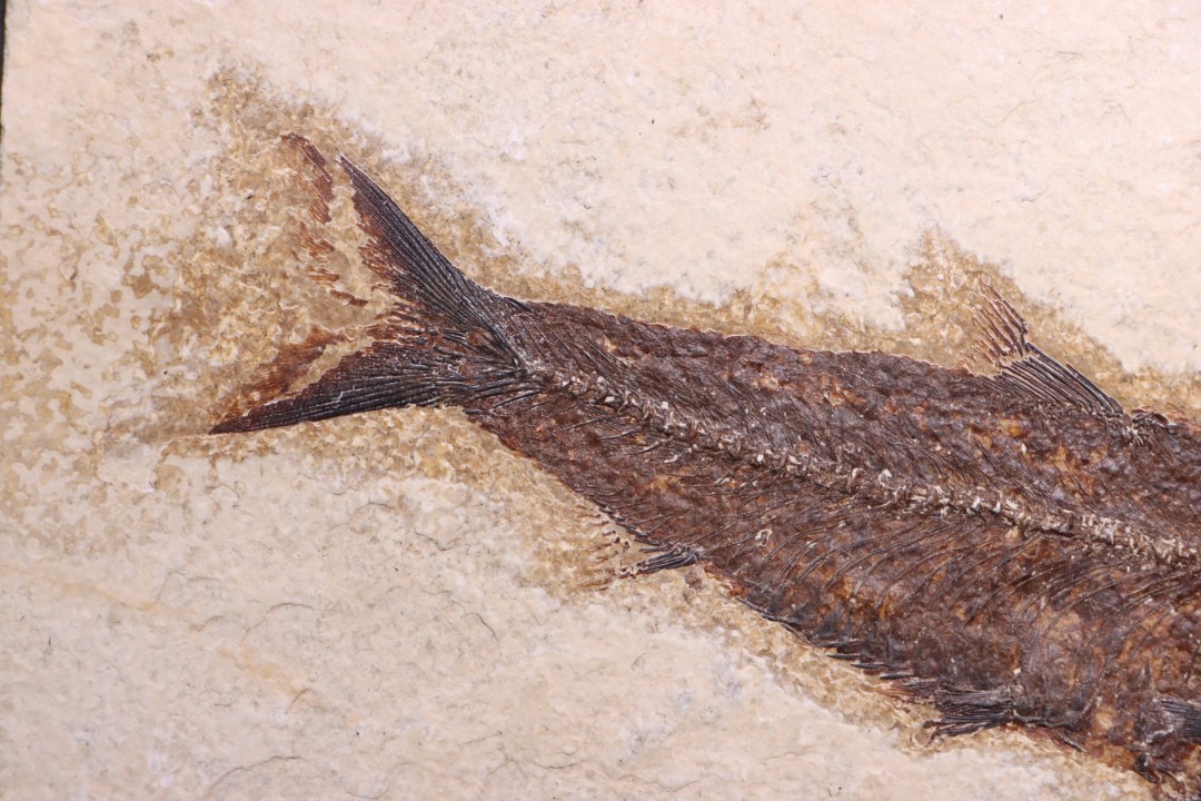 Poisson fossile KNIGHTIA EOCAENA - éocène - Wyoming - USA