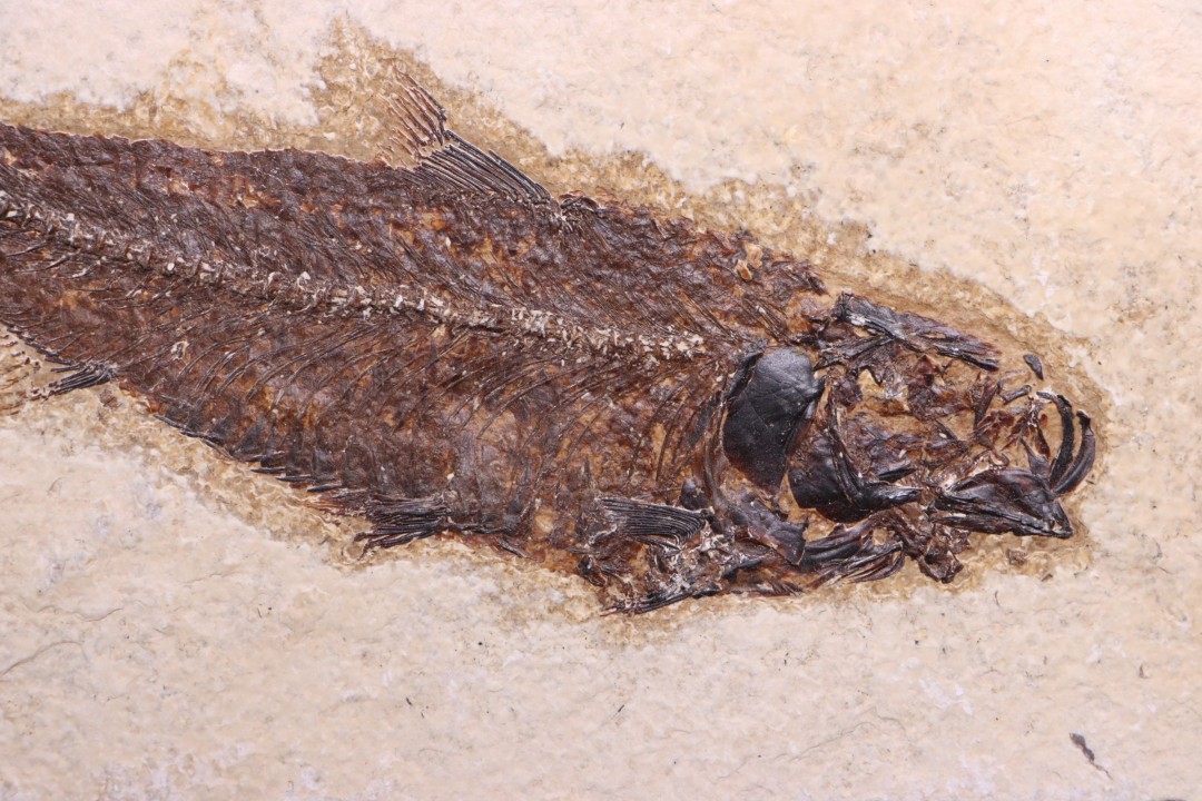 Poisson fossile KNIGHTIA EOCAENA - éocène - Wyoming - USA
