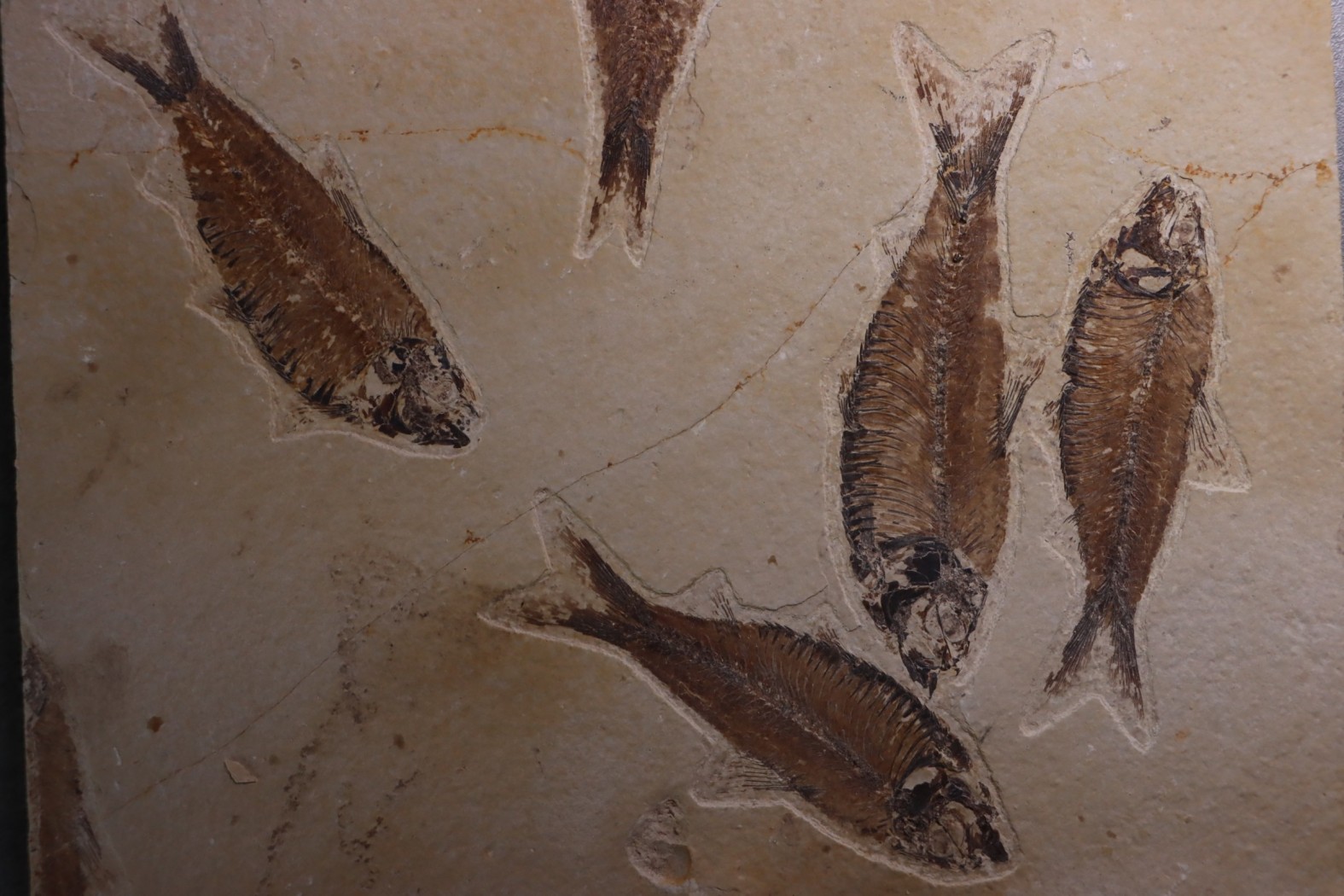 Poisson fossile KNIGHTIA EOCAENA - éocène - Wyoming - USA