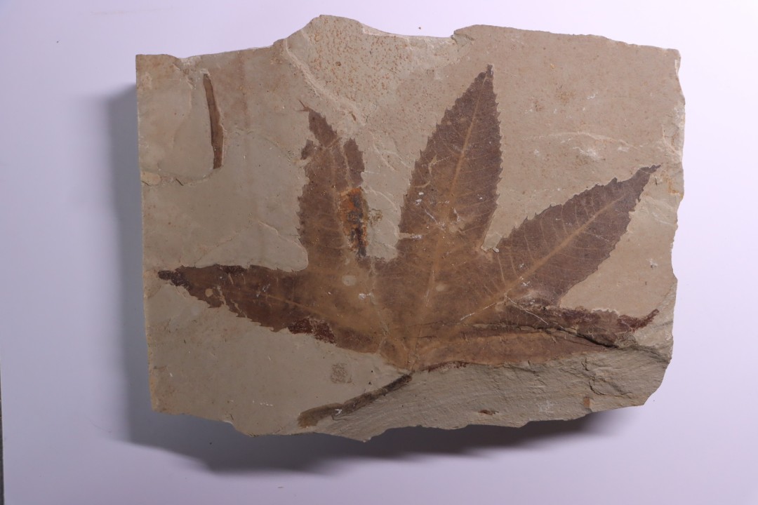 Platanus wyomingensis - Eocène - green river fmt - Uintah county - Utah - USA