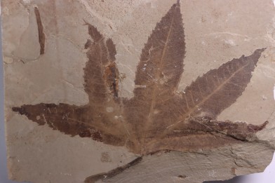Platanus wyomingensis - Eocène - green river fmt - Uintah county - Utah - USA