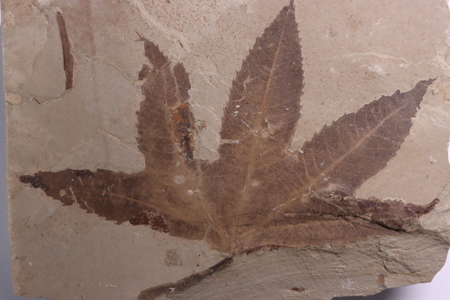 Platanus wyomingensis - Eocène - green river fmt - Uintah county - Utah - USA