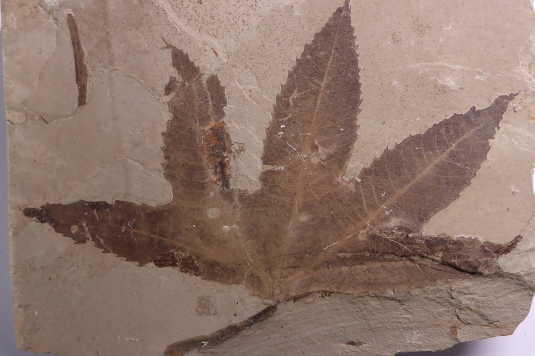 Platanus wyomingensis - Eocène - green river fmt - Uintah county - Utah - USA