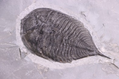 Dalmanites Limurus  Silurien  Rodchester shale  Middleport, New York