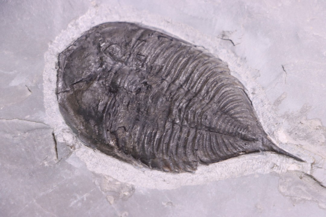 Dalmanites Limurus  Silurien  Rodchester shale  Middleport, New York