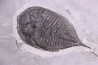 Dalmanites Limurus Silurien Rodchester shale Middleport, New York