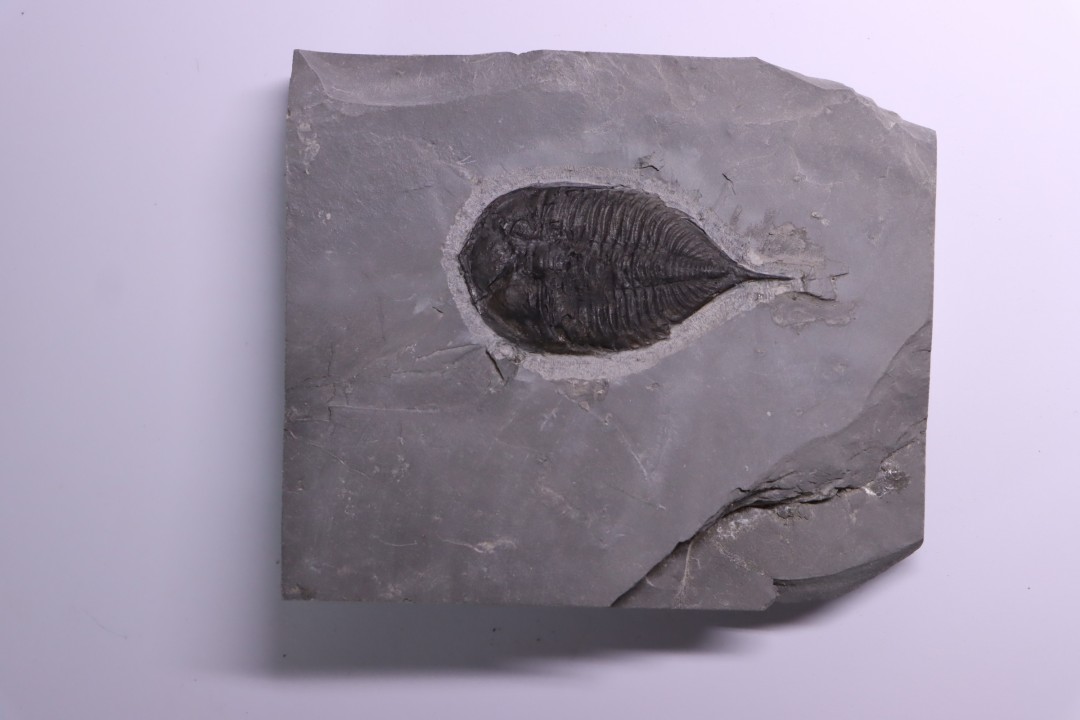 Dalmanites Limurus  Silurien  Rodchester shale  Middleport, New York