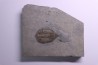 Dalmanites Limurus Silurien Rodchester shale Middleport, New York