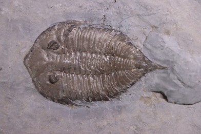 Dalmanites Limurus  Silurien  Rodchester shale  Middleport, New York