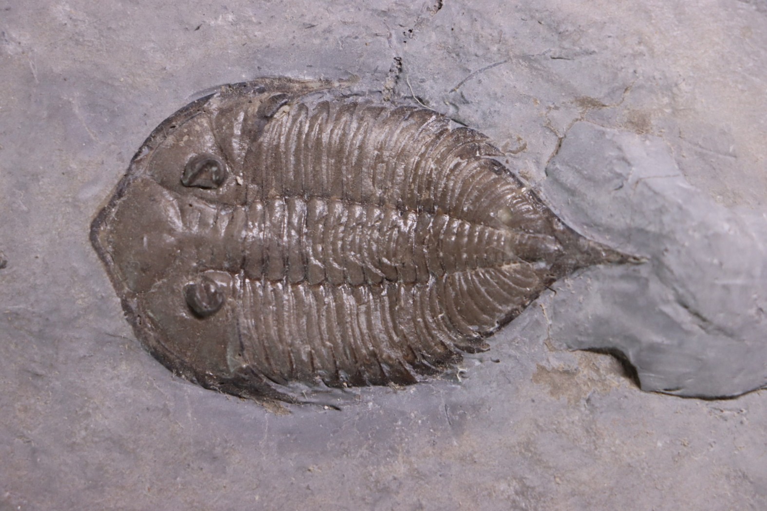 Dalmanites Limurus Silurien Rodchester shale Middleport, New York