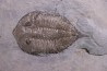 Dalmanites Limurus Silurien Rodchester shale Middleport, New York
