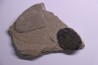 ELRATHIA KINGI - Wheeler fmt - M. cambrian - Wheeler ,Utah ,USA