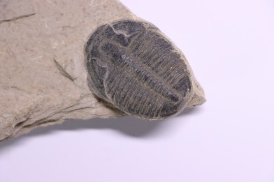 ELRATHIA KINGI - Wheeler fmt - M. cambrian - Wheeler ,Utah ,USA