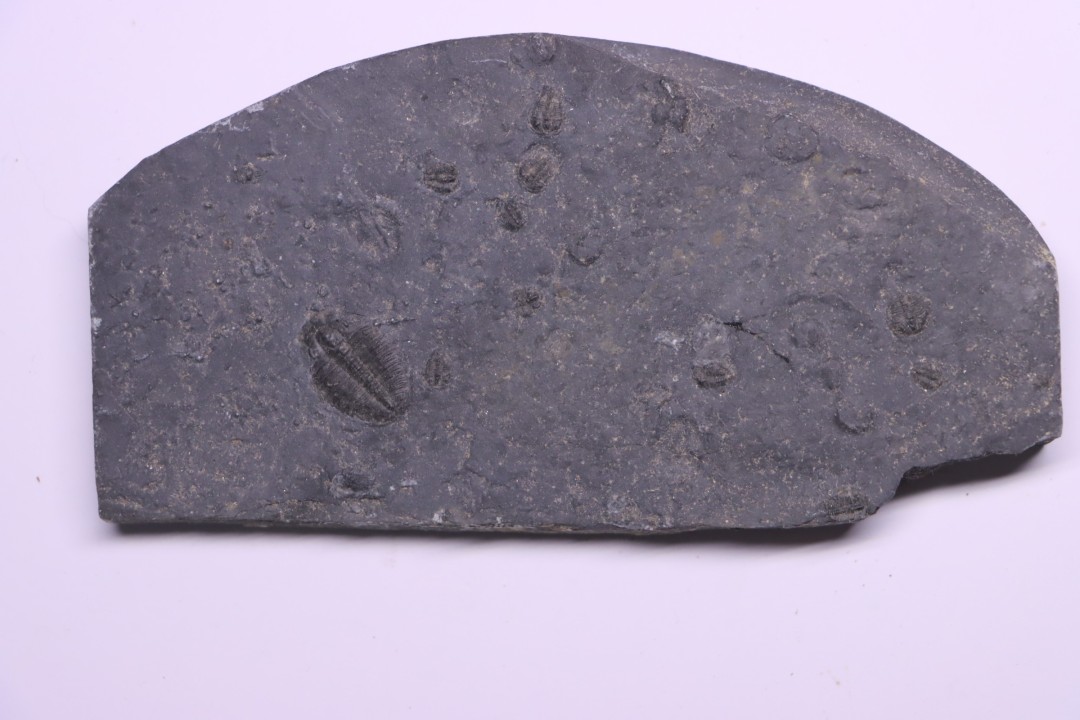 BOLASPIDELLA HOUSENSIS ELRATHIA KINGI  Wheeler fmt  Middle cambrian Wheeler ,Utah ,USA
