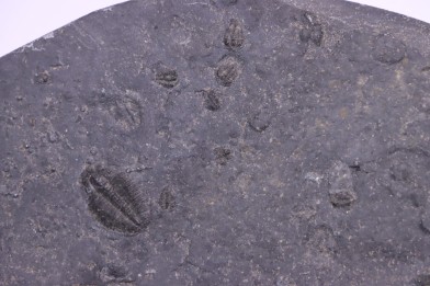 BOLASPIDELLA HOUSENSIS ELRATHIA KINGI  Wheeler fmt  Middle cambrian Wheeler ,Utah ,USA