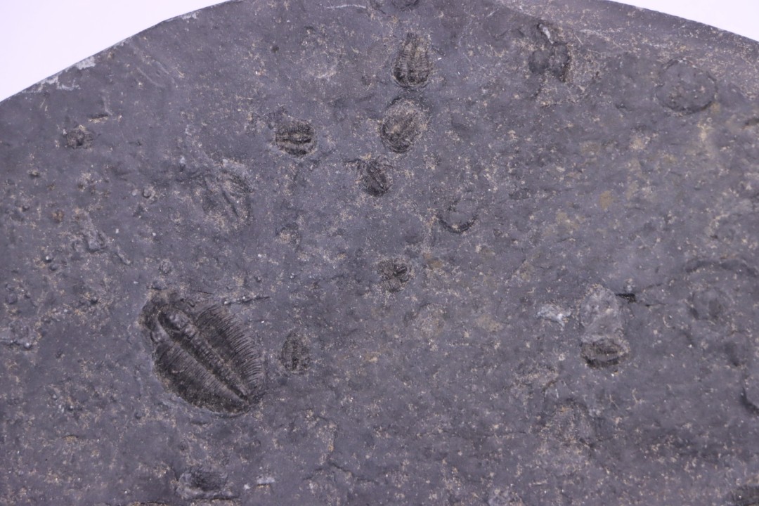 BOLASPIDELLA HOUSENSIS ELRATHIA KINGI  Wheeler fmt  Middle cambrian Wheeler ,Utah ,USA