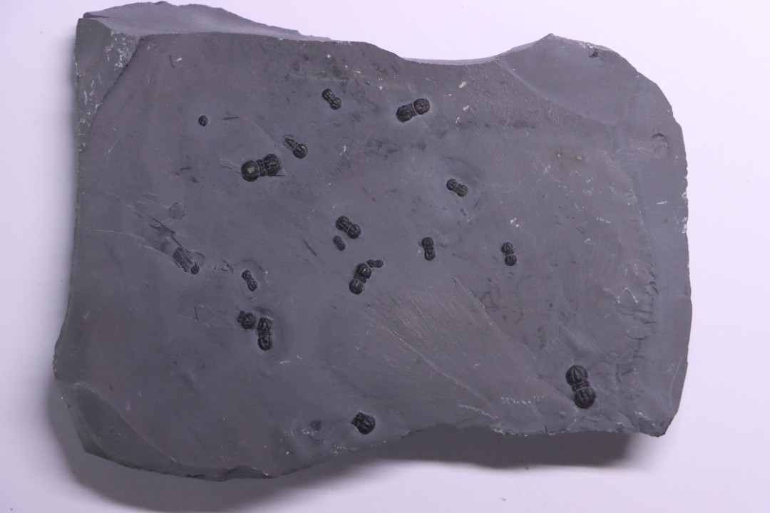 PERONOPSIS INTERSTRICTA - Wheeler fmt - Middle cambrian - Millard County ,Utah, USA