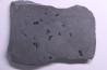 PERONOPSIS INTERSTRICTA - Wheeler fmt - Middle cambrian - Millard County ,Utah, USA