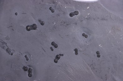 PERONOPSIS INTERSTRICTA - Wheeler fmt - Middle cambrian - Millard County ,Utah, USA