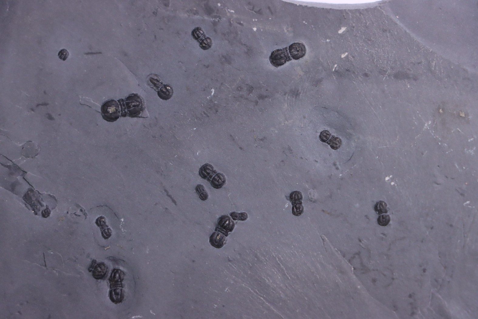 PERONOPSIS INTERSTRICTA - Wheeler fmt - Middle cambrian - Millard County ,Utah, USA