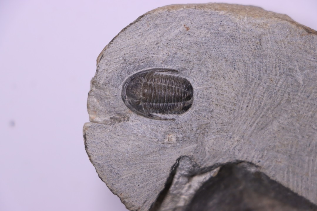 Cornuproetus sp.  Eifelien  Formation de Jemelle  Couvin area, Belgium
