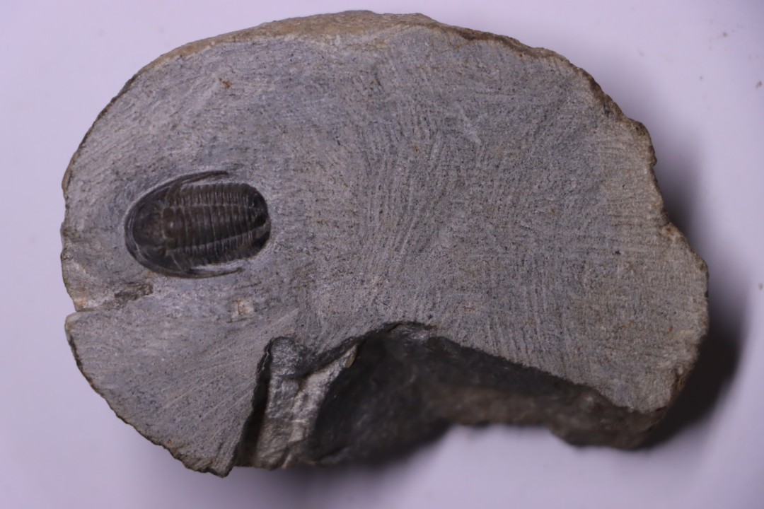 Cornuproetus sp.  Eifelien  Formation de Jemelle  Région de Couvin, Belgique