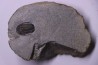 Cornuproetus sp. Eifelien Formation de Jemelle Région de Couvin, Belgique